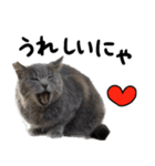【猫語】【敬語】地域猫♡桃ねこ（個別スタンプ：15）