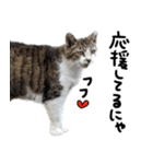 【猫語】【敬語】地域猫♡桃ねこ（個別スタンプ：17）