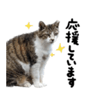 【猫語】【敬語】地域猫♡桃ねこ（個別スタンプ：18）