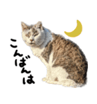 【猫語】【敬語】地域猫♡桃ねこ（個別スタンプ：21）