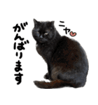 【猫語】【敬語】地域猫♡桃ねこ（個別スタンプ：23）