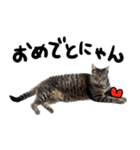 【猫語】【敬語】地域猫♡桃ねこ（個別スタンプ：24）