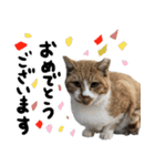 【猫語】【敬語】地域猫♡桃ねこ（個別スタンプ：25）