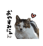 【猫語】【敬語】地域猫♡桃ねこ（個別スタンプ：27）