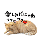 【猫語】【敬語】地域猫♡桃ねこ（個別スタンプ：29）
