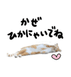 【猫語】【敬語】地域猫♡桃ねこ（個別スタンプ：31）
