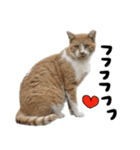 【猫語】【敬語】地域猫♡桃ねこ（個別スタンプ：33）