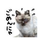 【猫語】【敬語】地域猫♡桃ねこ（個別スタンプ：34）