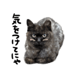 【猫語】【敬語】地域猫♡桃ねこ（個別スタンプ：36）