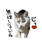 【猫語】【敬語】地域猫♡桃ねこ（個別スタンプ：38）