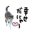 【猫語】【敬語】地域猫♡桃ねこ（個別スタンプ：40）