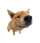 柴犬の豆太郎ファミリーズ（個別スタンプ：1）
