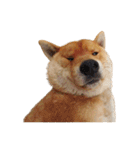 柴犬の豆太郎ファミリーズ（個別スタンプ：2）
