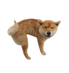 柴犬の豆太郎ファミリーズ（個別スタンプ：3）