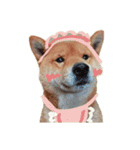 柴犬の豆太郎ファミリーズ（個別スタンプ：4）