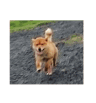 柴犬の豆太郎ファミリーズ（個別スタンプ：5）