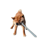 柴犬の豆太郎ファミリーズ（個別スタンプ：6）