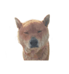 柴犬の豆太郎ファミリーズ（個別スタンプ：7）