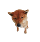 柴犬の豆太郎ファミリーズ（個別スタンプ：8）