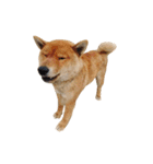 柴犬の豆太郎ファミリーズ（個別スタンプ：9）