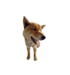 柴犬の豆太郎ファミリーズ（個別スタンプ：10）
