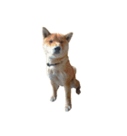 柴犬の豆太郎ファミリーズ（個別スタンプ：11）