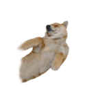 柴犬の豆太郎ファミリーズ（個別スタンプ：12）