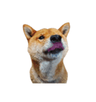 柴犬の豆太郎ファミリーズ（個別スタンプ：13）