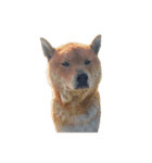 柴犬の豆太郎ファミリーズ（個別スタンプ：14）