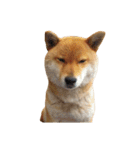 柴犬の豆太郎ファミリーズ（個別スタンプ：15）