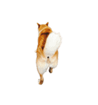柴犬の豆太郎ファミリーズ（個別スタンプ：16）