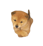 柴犬の豆太郎ファミリーズ（個別スタンプ：18）
