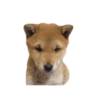 柴犬の豆太郎ファミリーズ（個別スタンプ：19）