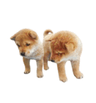 柴犬の豆太郎ファミリーズ（個別スタンプ：21）