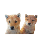柴犬の豆太郎ファミリーズ（個別スタンプ：22）