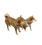 柴犬の豆太郎ファミリーズ（個別スタンプ：23）