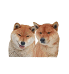 柴犬の豆太郎ファミリーズ（個別スタンプ：24）