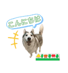 ハスキーと赤ちゃん（個別スタンプ：1）