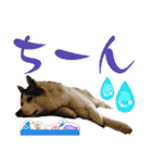 ハスキーと赤ちゃん（個別スタンプ：5）