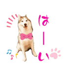 ハスキーと赤ちゃん（個別スタンプ：16）