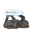 推しのフクちゃん（個別スタンプ：6）