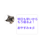 推しのフクちゃん（個別スタンプ：11）