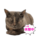 推しのフクちゃん（個別スタンプ：14）