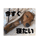 犬ちゃんのスタンプ2（個別スタンプ：9）