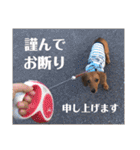 犬ちゃんのスタンプ2（個別スタンプ：13）