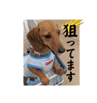 犬ちゃんのスタンプ2（個別スタンプ：14）