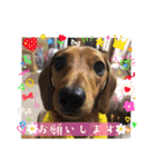 犬ちゃんのスタンプ2（個別スタンプ：18）