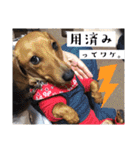 犬ちゃんのスタンプ2（個別スタンプ：31）