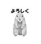 手描きの小動物（個別スタンプ：3）