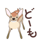 動く！飛び出す！かわいい動物たち2 修正版（個別スタンプ：13）